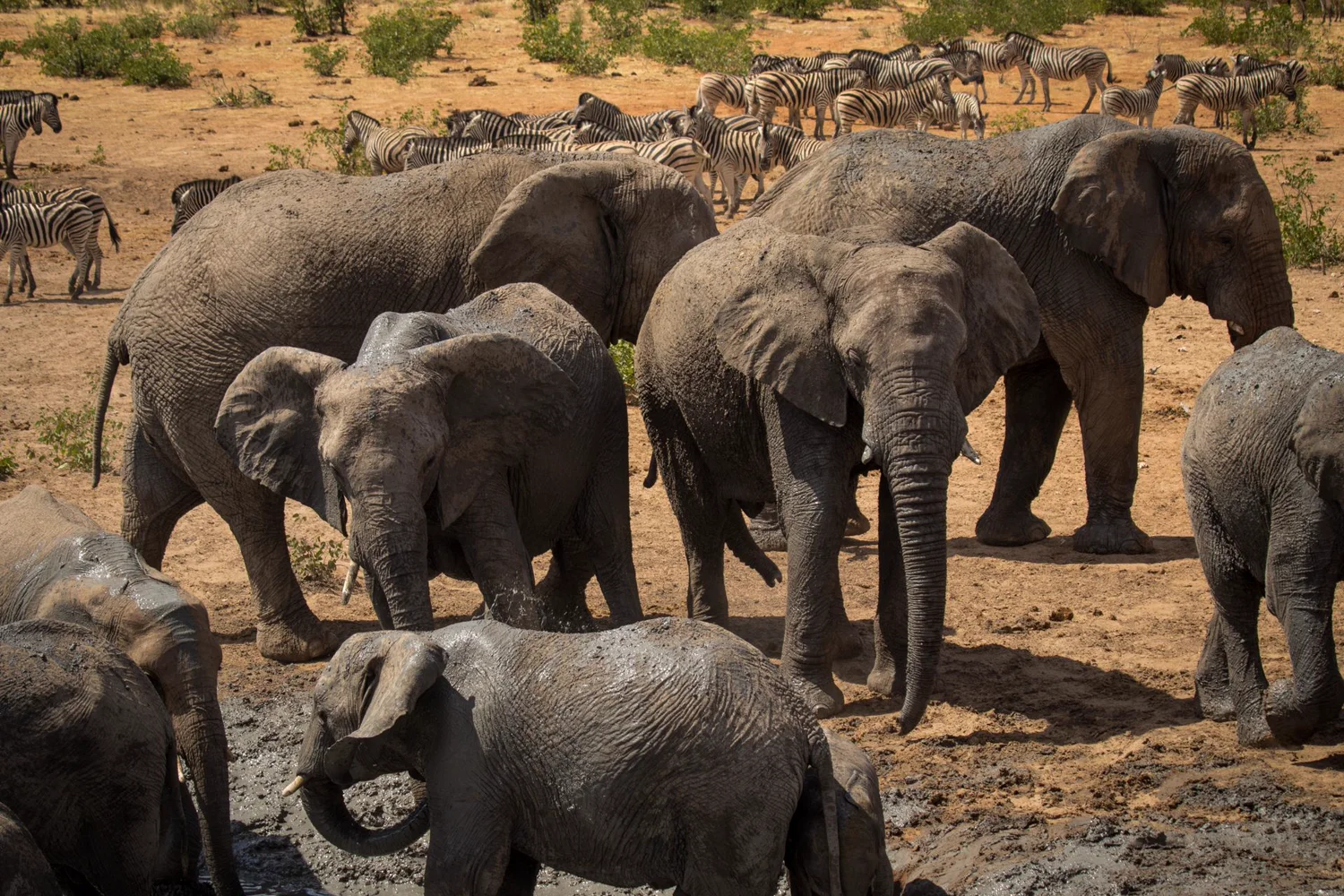 Elephant and zebra herds gathered at a Namibia waterhole