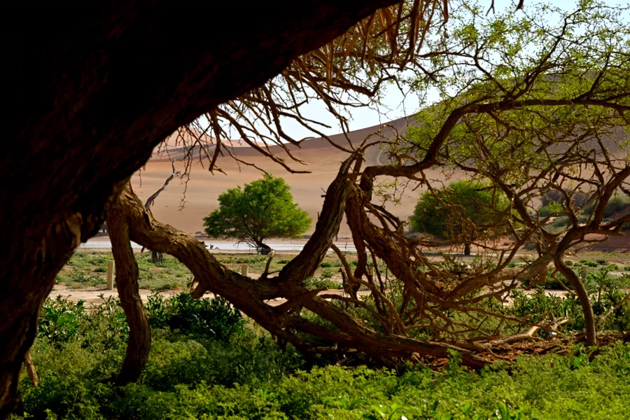 Sossusvlei oasis view through desert acacia branches