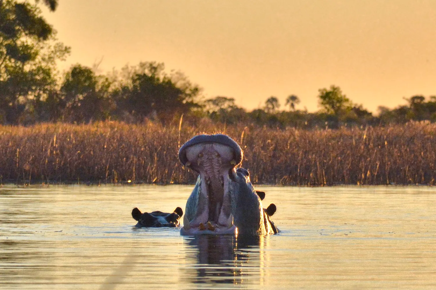 River landscape, Caprivi Strip, Namibia