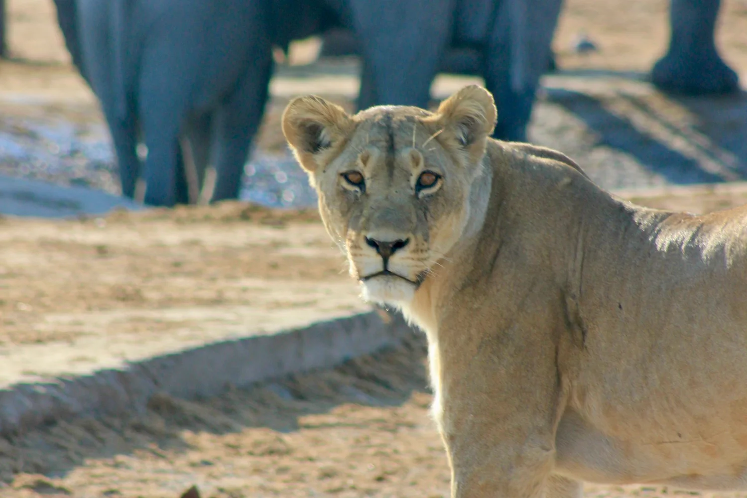Lioness near an elephant herd, Savuti, Botswana
