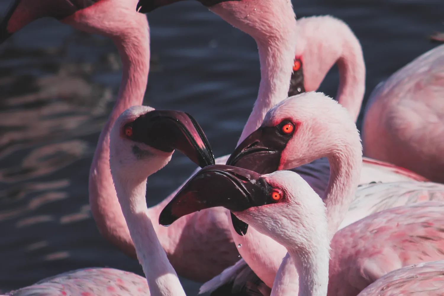 Flamingos at Walvis Bay lagoon, Namibia
