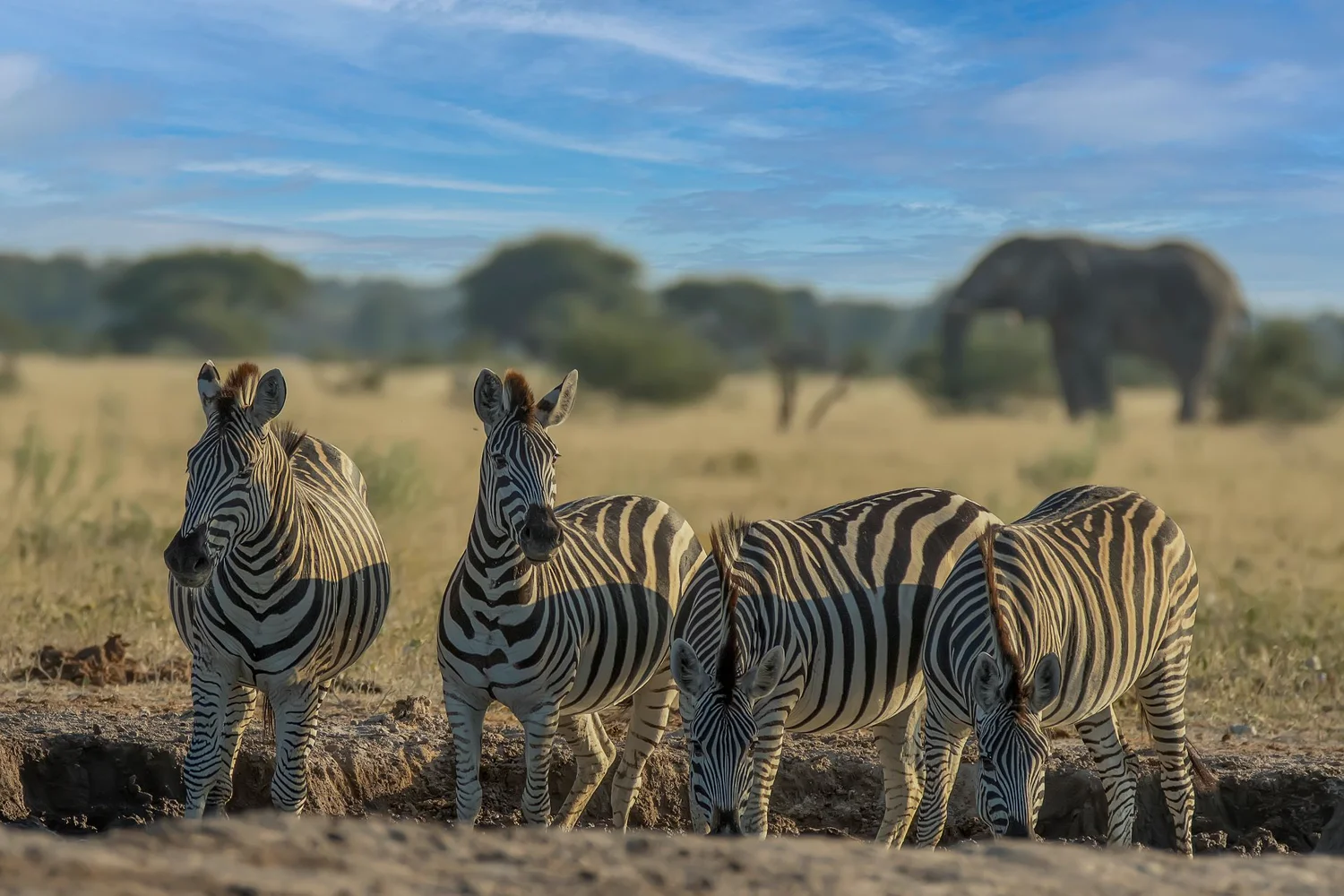 Zebra herd at sunset, Namibia savanna